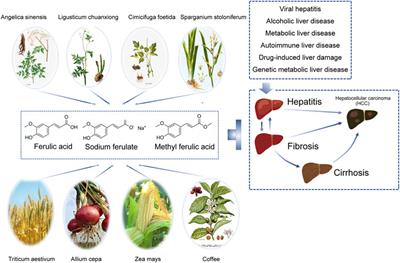 Molecular mechanism and research progress on pharmacology of ferulic acid in liver diseases